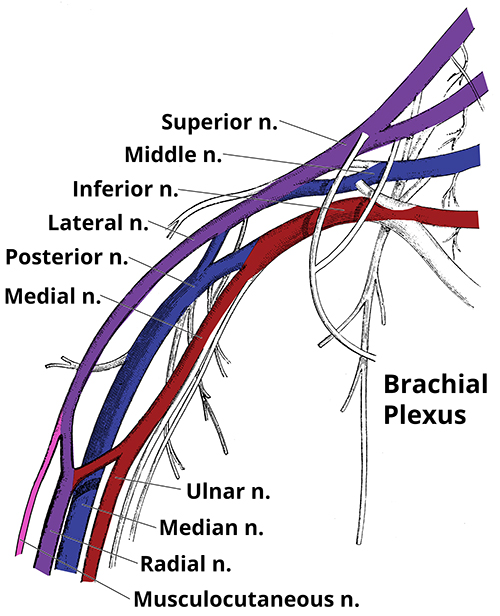 Diagram of the various nerves that make up the brachial plexus